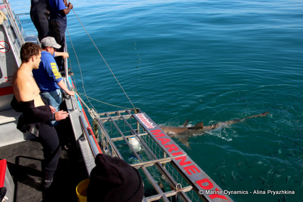 Shark cage diving, Gansbaai, South Africa